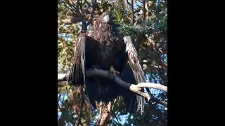 LakeCasitasEagles~Flight To ONT; First Feeding On Branch; Dropped Fish; Hanging With Dad~ 6.30.20