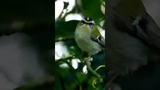 Firecrest foraging in the Holly #britishbirds #birdsounds  #kent  #ukbirding