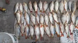 40 Kg Gulfam Fish Shikar ll Big shikar ll Pakistan Best Shikar