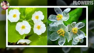 Unique flower that turns transparent when exposed to water, cures snake bites