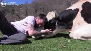 Hoy Samuel habría cumplido 7 años - Fundación Santuario Gaia - Animales como tú