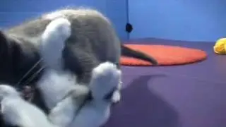 Mooshi VS 'Zumi--Kitty Slam! Championship Round3