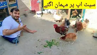 Setup Par Mehman Agaye | Misri Murgiyan | New Murgiyan | Hashim Kay parinday