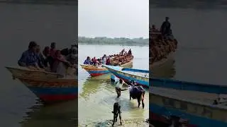 That is a very good mean of transportation ???  || New cow videos 2025 ||