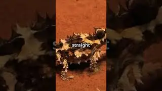 The Thorny Devil. Australia&rsquo;s unique spiky desert lizard. #lizard #australia #wildlife