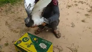 DlY House Bird Trap. Bulding House Bird Trap using paper Box.