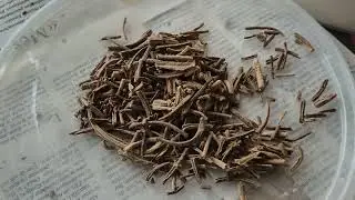 Vid&eacute;o n &deg;4 2026  &eacute;levage amateur canaris rouges et satin&eacute;s jaunes et blancs Chris Montpellier 