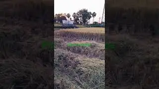 telangana farmer life/farming/cutting🌾/village farming/farmers/farming life style/agriculture/