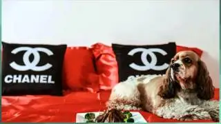 Las Vegas Luxurious Pet Hotel