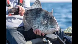 Facts about Grey Triggerfish - Fish Facts