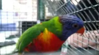 Beautiful Rainbow Lorikeet Parrot Talking