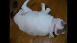 猫のてんかん発作１分後から落ち着くまで201107.wmv
