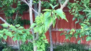 Bergeron & Early Moorpark Apricot Trees