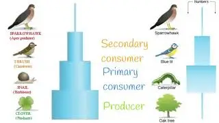 Ecology 4   Biological pyramids - The Bio Coach