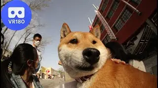 Beijing 798 art zone/district/factory video footages VR180