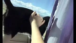 Petting Spamie with goofy music 3