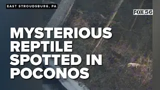 See you later, alligator? Mysterious reptile spotted in Poconos