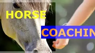 Vid&eacute;o clip horse coaching : vid&eacute;o promotionnelle pour le horse coaching
