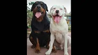 albino rottweiler rare in colour