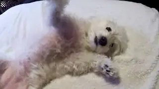 Fluffy dog demands belly rubs from owner | Funny Puppies