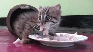 Eating agile rusty spotted kitten. World's smallest cat