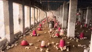 Day 8 poultry farming business how to grow poultry farming tips