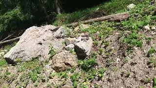Sulzgraben bei Tr&uuml;benbach. Magnesit, Buntgips, Aragonit