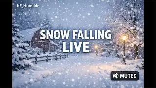 Relaxing Snowfall ❄️ Live Snow Falling in Wisconsin (Muted)