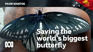 Protecting the Queen Alexandra's Birdwing Butterfly | PNG 50 | ABC Australia