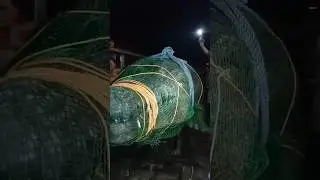 BUWAYA NAHULI SA ROSARIO CAVITE SOBRANG LAKI. #trending #rosariocavite #buwaya #crocodile #cavite