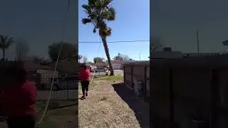 Removing Tall Palm Tree #Palm#tree#Removal