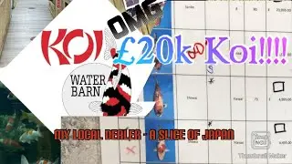 Посещение Koi Water Barn - дилер высококачественных японских карпов кои.