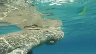 Wildlife at Risk