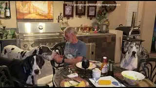 4 Funny Polite Great Danes Enjoy Corn On The Cob At The Table With Florida Man