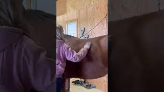 ASMR Horse Grooming! #asmr #shorts #horses