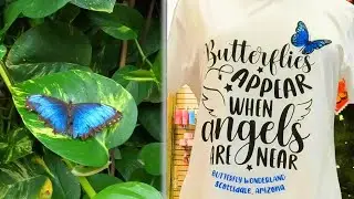Scottsdale Butterfly Wonderland