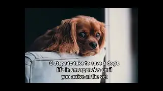 The most important tips to protect your pet #animals #tips