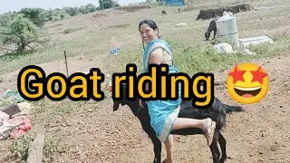Big goat riding a village lady 😅 experiences so much fun..😂@RGJ24
