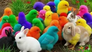 Ayam Lucu, ayam warna warni, ayam rainbow, kelinci lucu, bebek lucu, ikan koi, Hewan Lucu