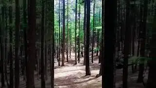 |ushu forest kalam|Swat valley|