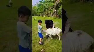 serunya main sama embek #kambing #happy #shorts #seru