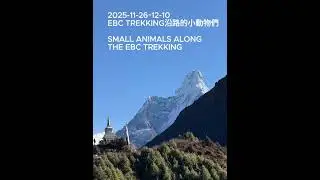 Animals along EBC trekking 沿路遇到的小動物們 #ebc
