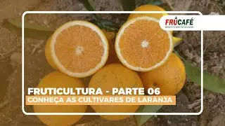 Conheça as Cultivares de Laranjas - Fruticultura, Diversificação e Renda - Parte 06