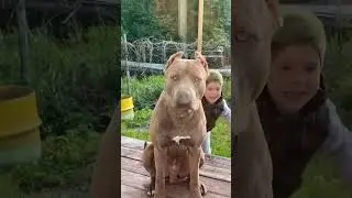 Security #прайтер #pitbull #dog #булли #голубойщенок #питбультерьер #puppy #питбуль