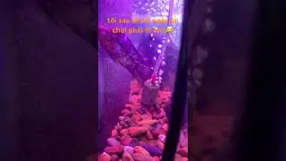 t&igrave;nh trạng sau Tết phải đi l&agrave;m kiểu 😭😭#shorts #funny #fish