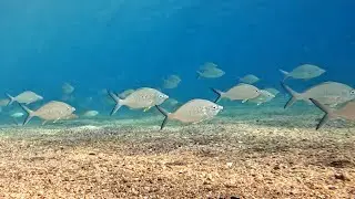 Strongspine silverbiddy (Gerres longirostris) school, Длиннохвостая мохарра стая