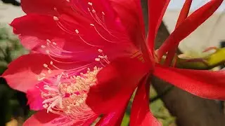 CÓMO REPRODUCIR CACTUS ORQUÍDEA CON EXITO #plantas #jardin