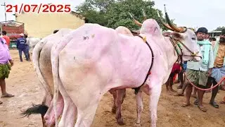 పత్తికొండ సంతలో//Big size Khilari bull's_pattikonda Market-letest video_Indian cattle's Oxen price