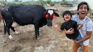 My Brother With Angry Bull Cow 🐮| Pumpi Gai Sy Dar Ke Bhag Gia 😂|