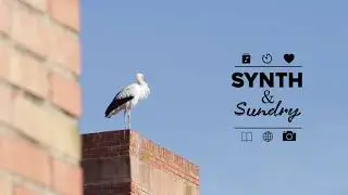 Storks Relaxing On Rooftops | Ambient Synth